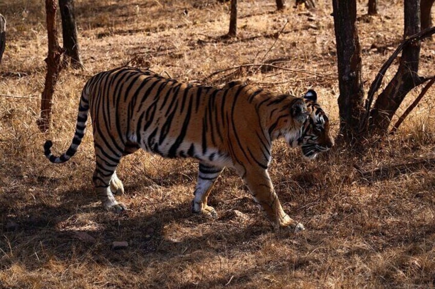 8 Days Golden Triangle Tour with Ranthambore Safari 