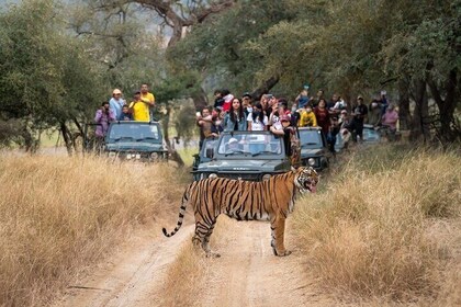 8 Days Golden Triangle Tour with Ranthambore Safari