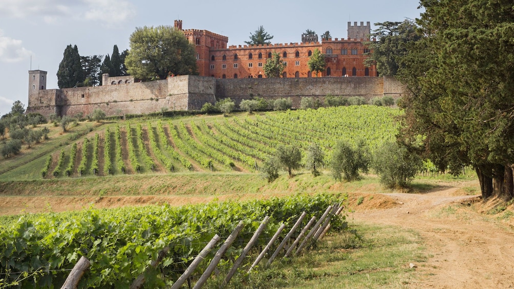 Chianti & Castles Small Group Wine Tour from Siena
