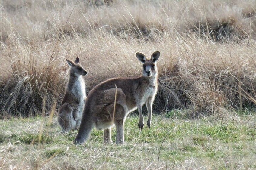 Private Wildlife Tour Wombats Kangaroos and Waterfalls