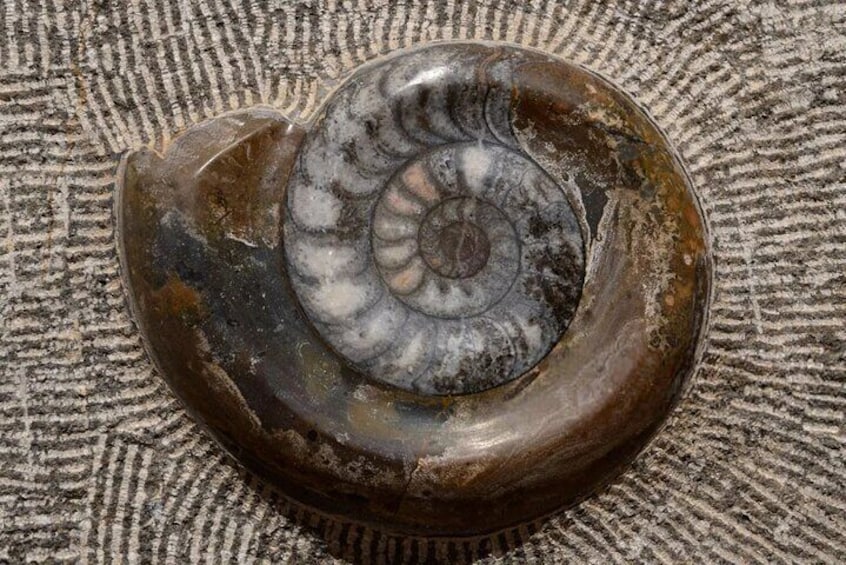 Ammonite