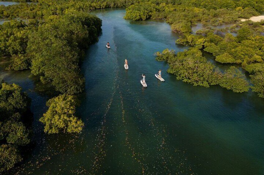 Zanzibar Shared and Unique Guided Mangrove Tour by SUP or Kayak