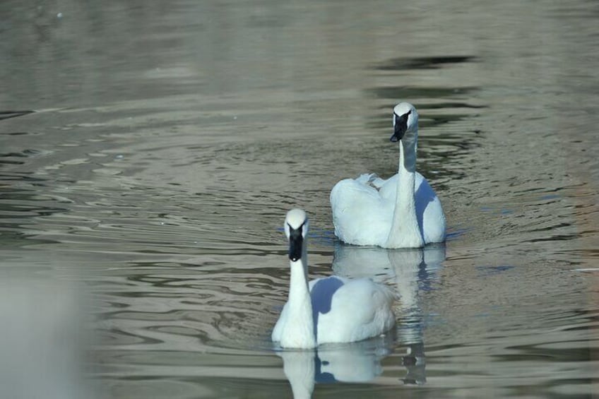 Trumpeter Swans