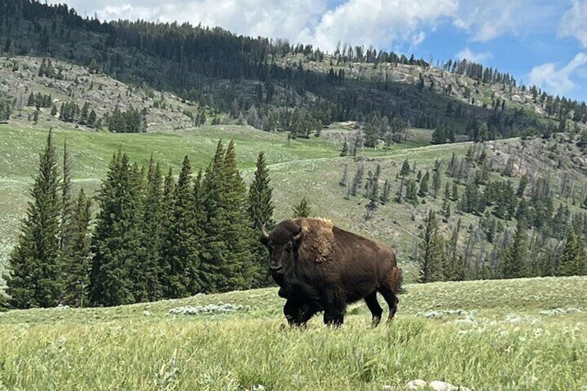 Bison