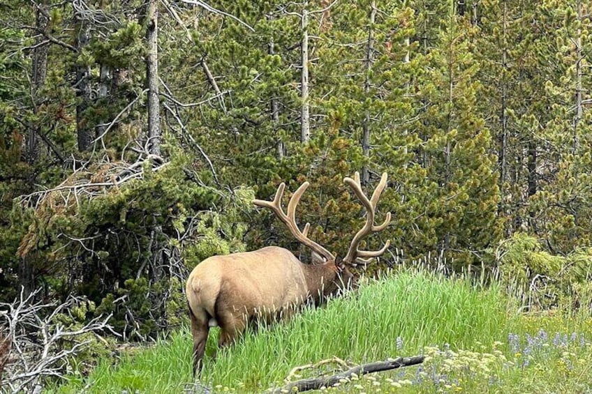 Elk in velvet