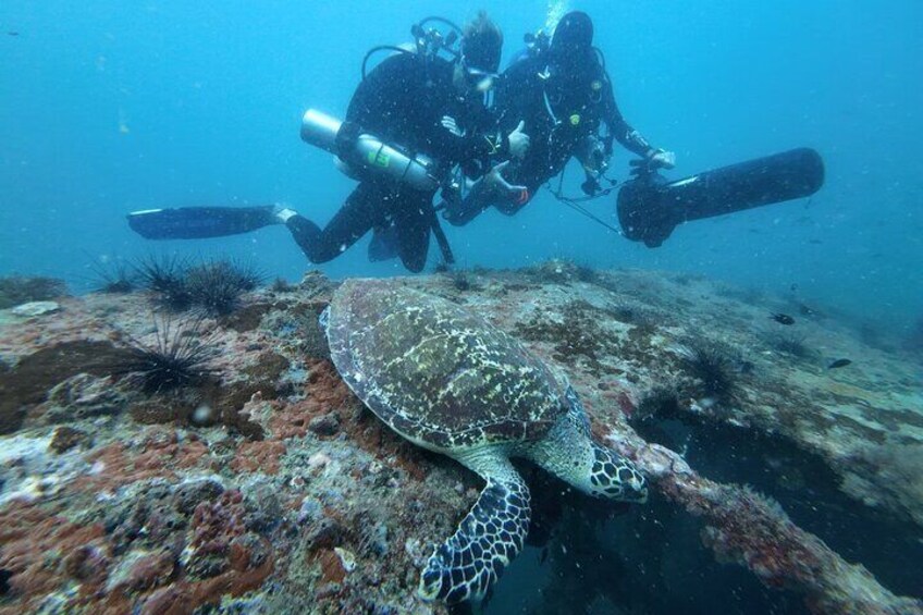 Padi Scuba Discover Diving 