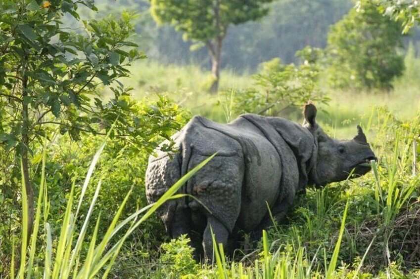 2 Night 3 Day Chitwan Jungle Safari Tour from Pokhara