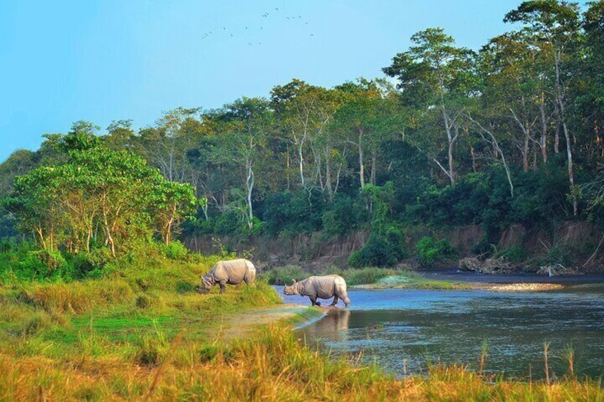 2 Night 3 Day Chitwan Jungle Safari Tour from Pokhara