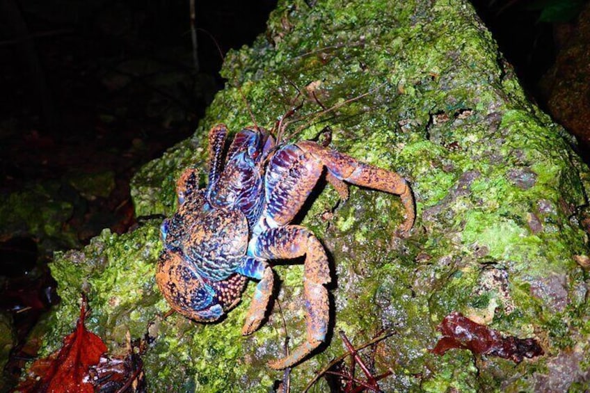 Miyako Island Jungle Night Tour and Starry Sky Viewing