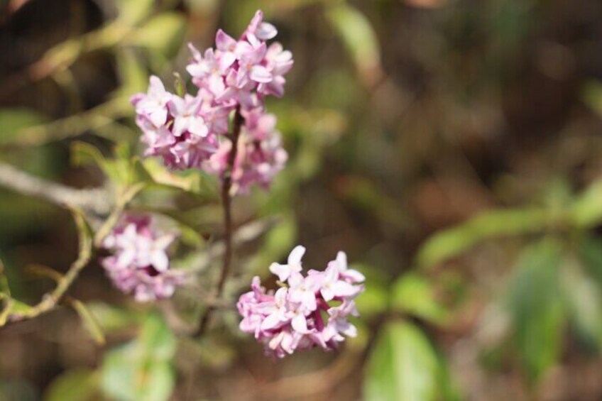 Sakura Flower