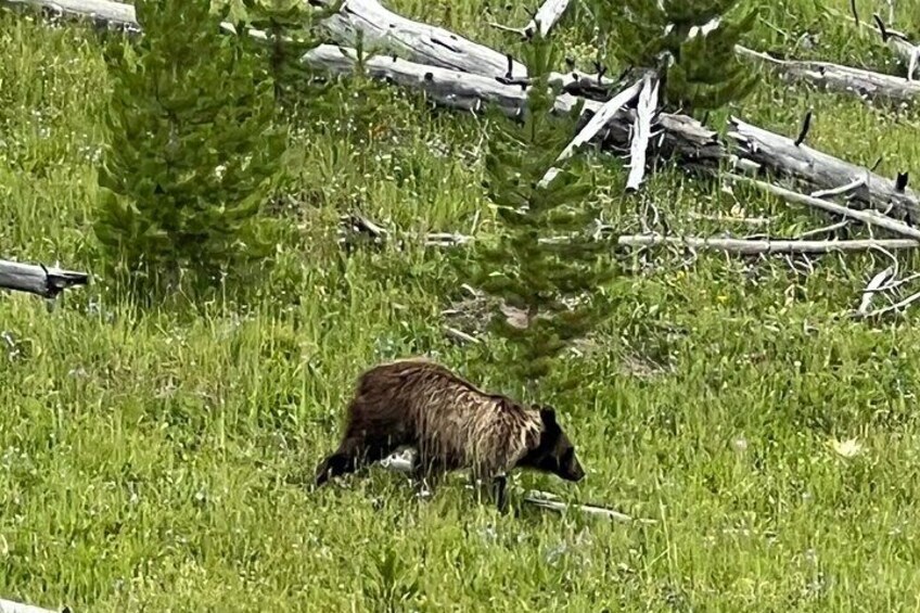 Yearling Grizzly Bear