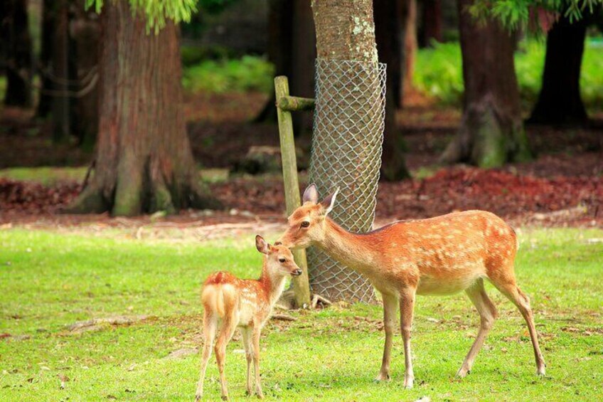 Must-see Spots in Kyoto & Nara One Day Tour from Osaka