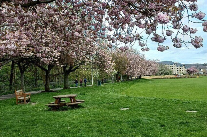 Cherry Tree Blossom