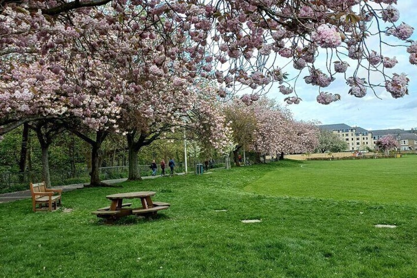 Cherry Tree Blossom