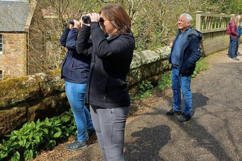 Viewing a Male Bullfinch in the trees