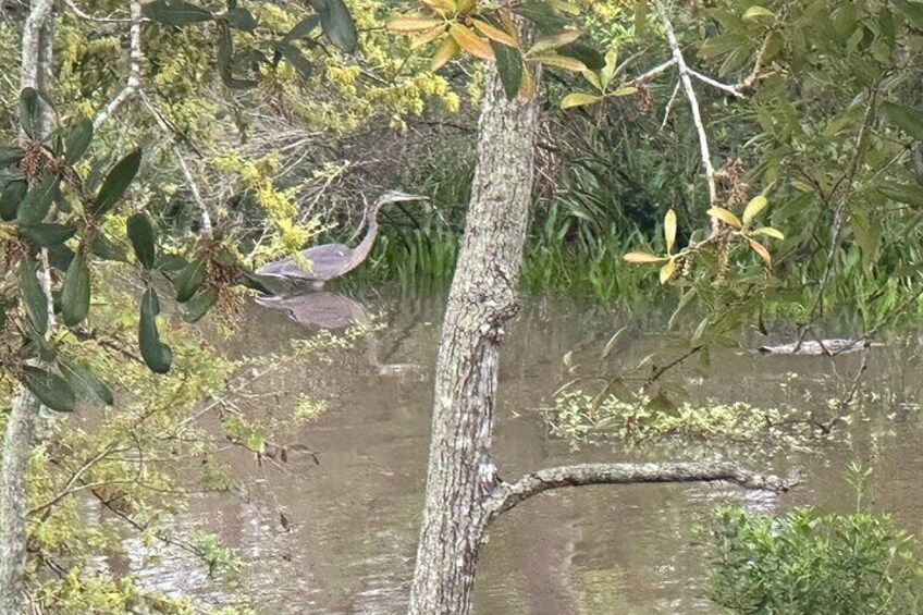 Swamp - Eco - Cruise and Walking Tour