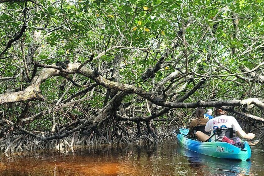 Kayak through the Mangroves of Tavernier Creek