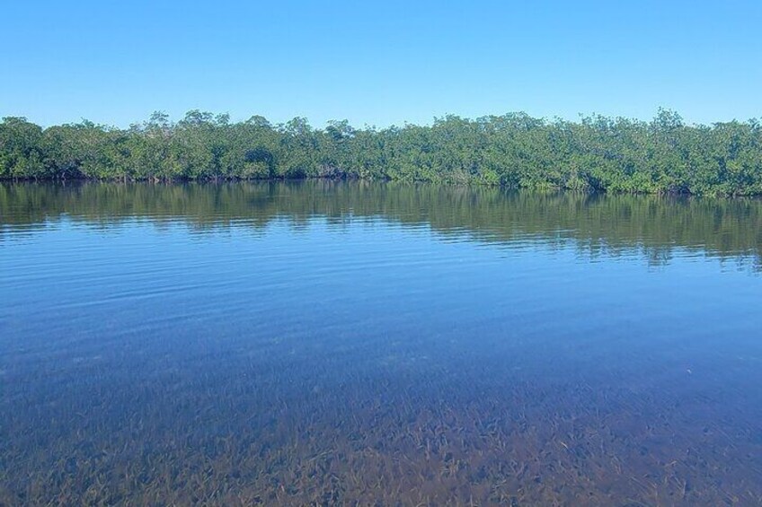 Kayak through the Mangroves of Tavernier Creek