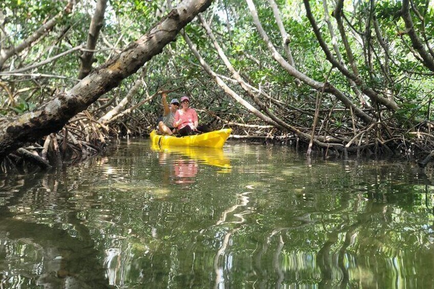 Inside the Mangrove Tunnel