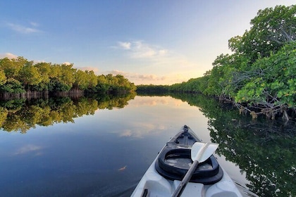 Kayak through Mangrove Forests in the Florida Keys