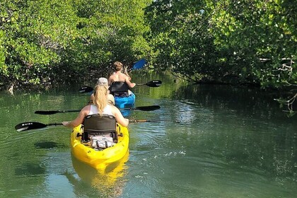 Kayak through Mangrove Forests in the Florida Keys