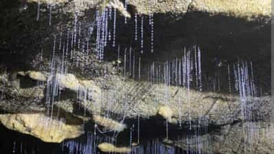 Waitomo Glowworm Caves and Ruakuri Cave