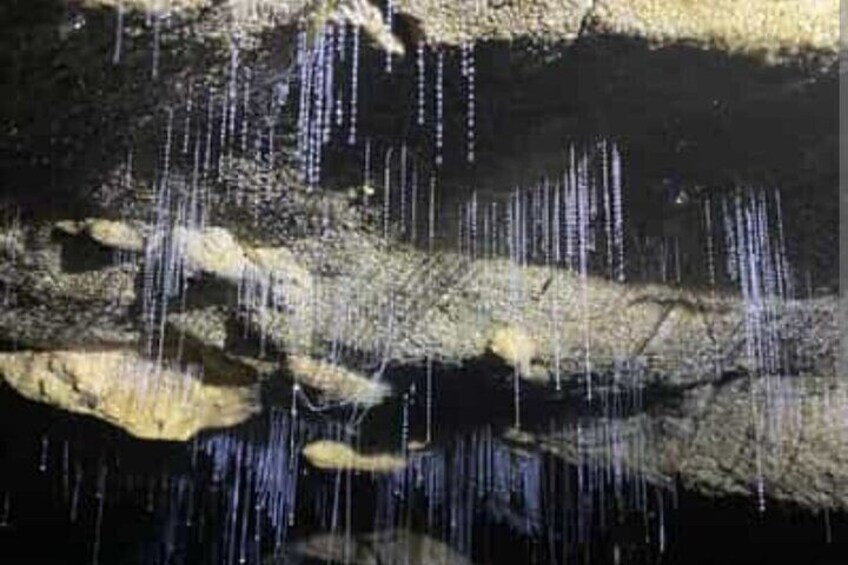 Waitomo Glowworm Caves and Ruakuri Cave 