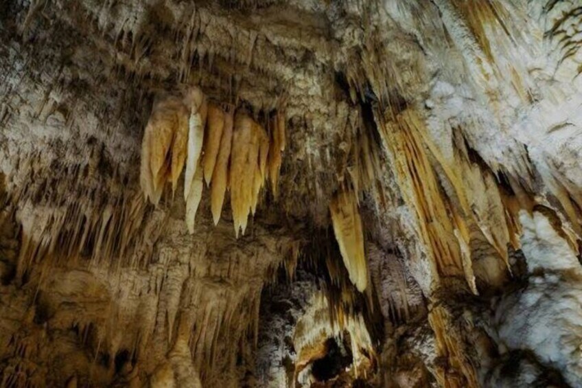 Waitomo Glowworm Caves and Ruakuri Cave 