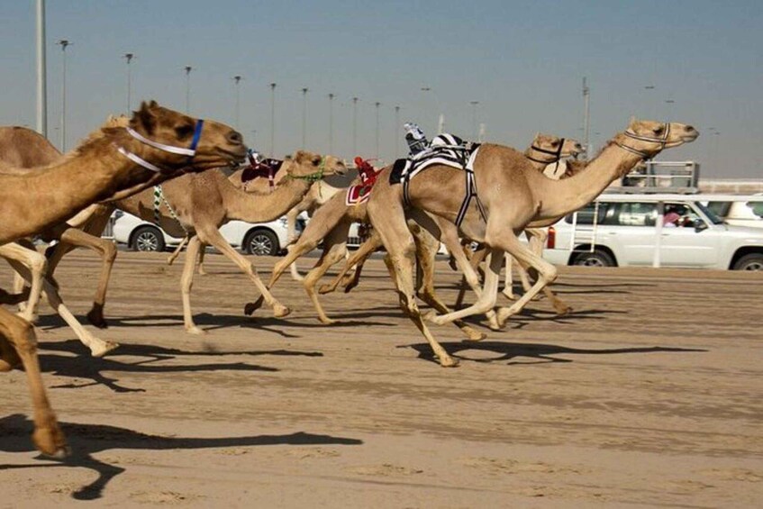 Picture 6 for Activity West Qatar: Richard Serra, Mushroom Hills, Camel Race track