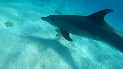 Hurghada: Private Sunset Cruise to Giftun island with Lunch