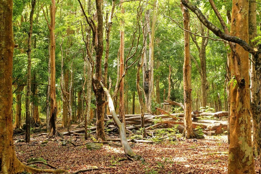 Picture 2 for Activity Mauritius: Black River Gorges National Park 3-Hour Hike