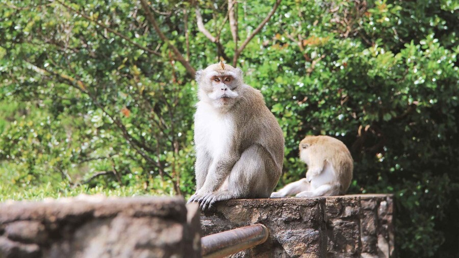 Mauritius: Black River Gorges National Park 3-Hour Hike