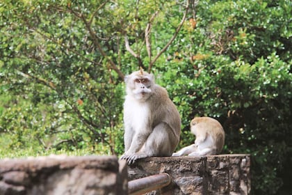 มอริเชียส: อุทยานแห่งชาติ Black River Gorges เดินป่า 3 ชั่วโมง