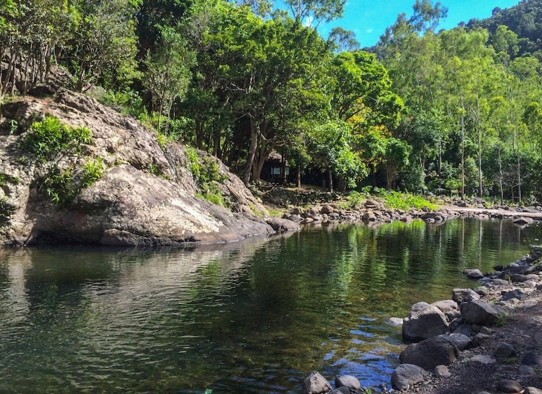 Picture 4 for Activity Mauritius: Black River Gorges National Park 3-Hour Hike