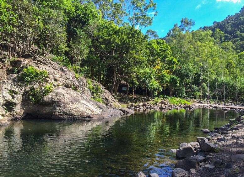 Picture 4 for Activity Mauritius: Black River Gorges National Park 3-Hour Hike