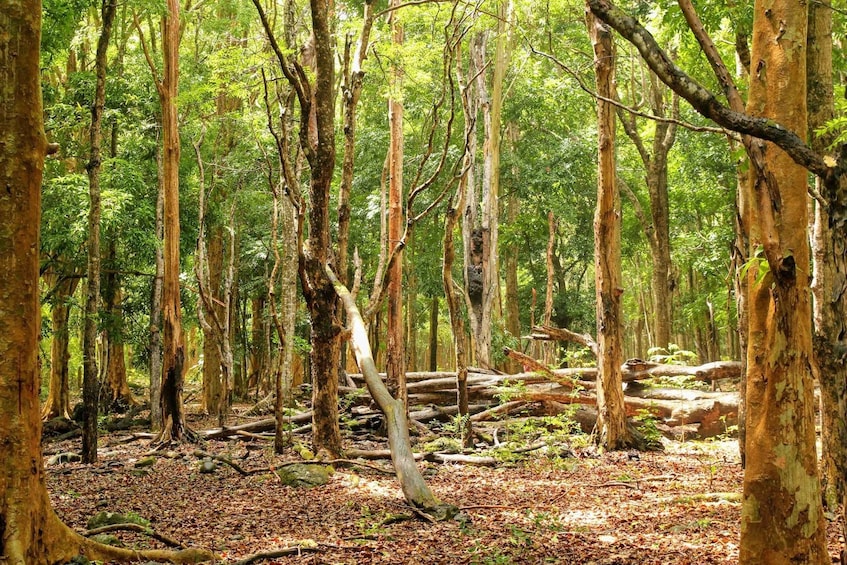 Picture 2 for Activity Mauritius: Black River Gorges National Park 3-Hour Hike