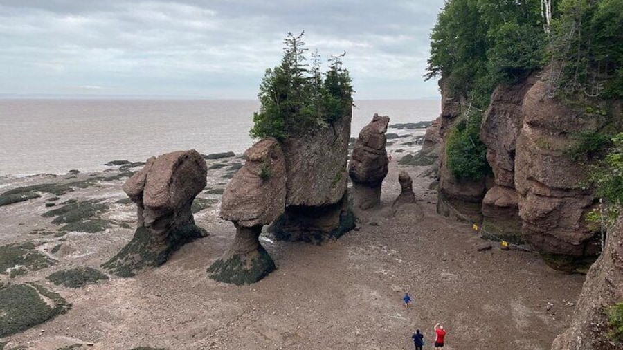 Shore and Hopewell Rocks Guided Tour