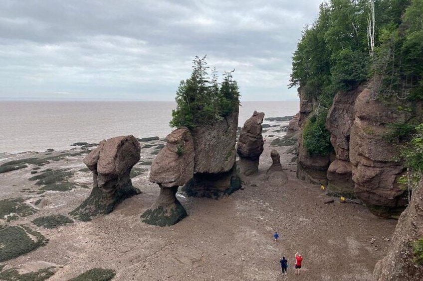 Shore and Hopewell Rocks Guided Tour
