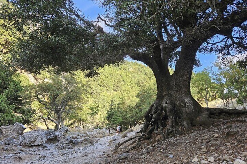 Imbros Gorge Private Tour from Rethimno 