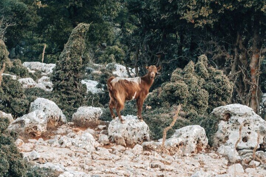 Imbros Gorge Private Tour from Rethimno 