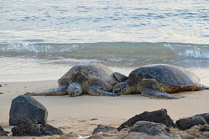 Oahu's Cheapest Circle Island Tour