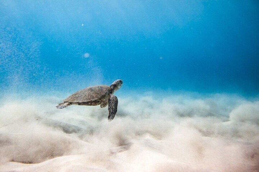 Oahu's Cheapest Circle Island Tour