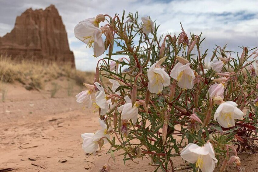 Native Plants