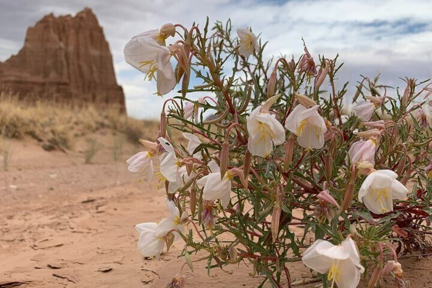 Native Plants