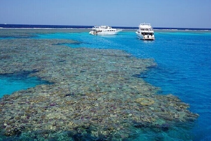 Tour de buceo y snorkel en el jardín coralino con almuerzo - Marsa Alam