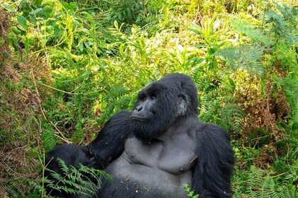 2 Day Gorilla trekking and Lake Holiday in Uganda from Kigali