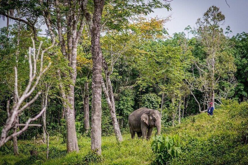 Small Group Sanctuary Kerchor Elephant Family &Karen Tribal life 