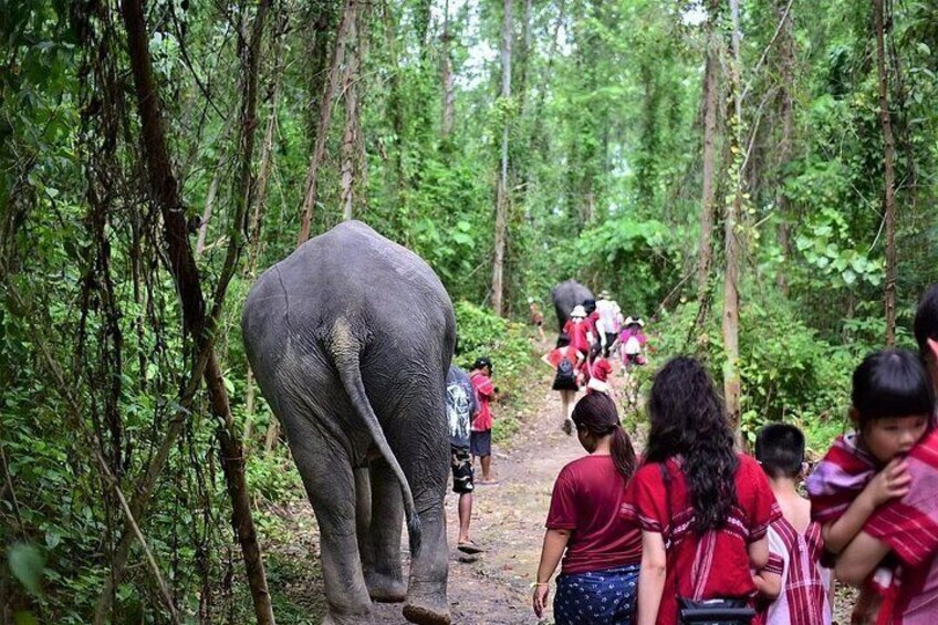 Sanctuary Kerchor Elephant Family Phuket in Karen Tribal Life