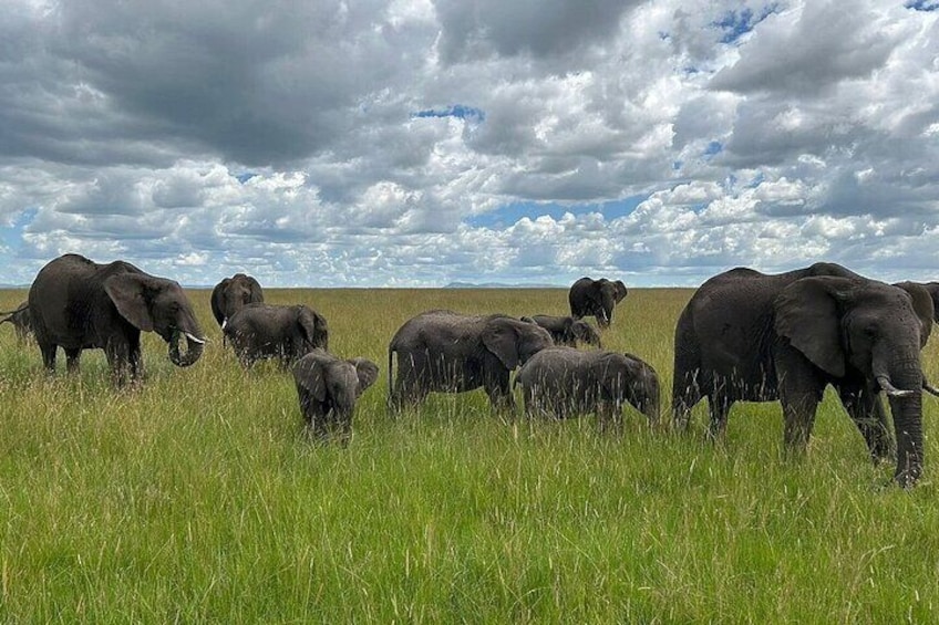 3 Days and 2 Nights Masai Mara Group Safari