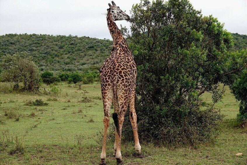 3 Days and 2 Nights Masai Mara Group Safari